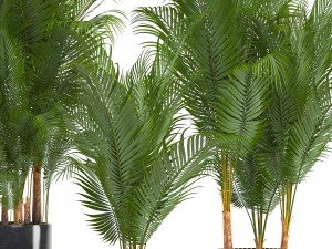 collection of decorative palms 3D Model