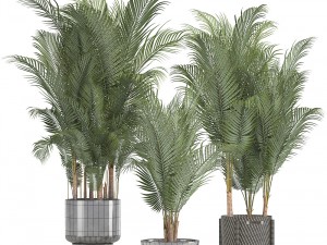 collection of decorative palms 3Dモデル