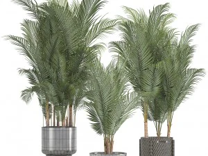 collection of decorative palms 3D Model