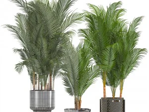 collection of decorative palms 3D Model