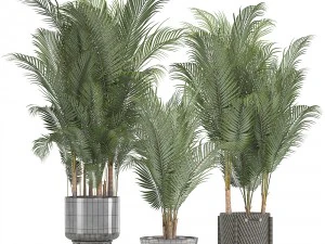 collection of decorative palms 3D Model