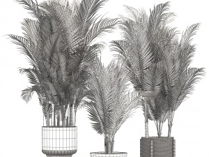 collection of decorative palms 3Dモデル