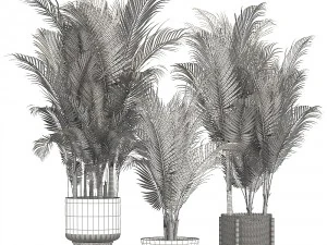 collection of decorative palms 3D Model