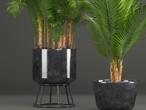 collection of decorative palms 3D Model