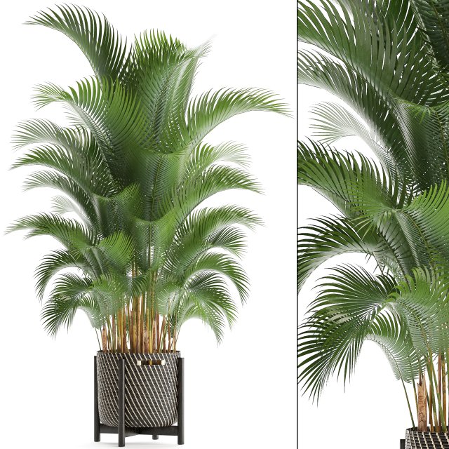 howea palm 3Dモデル .c4d .max .obj .3ds .fbx .stl .blend 