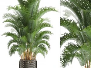 comunque una palma Modello 3D