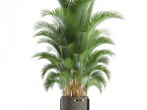 palma howea Modelo 3D