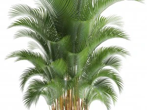 palma howea Modelo 3D