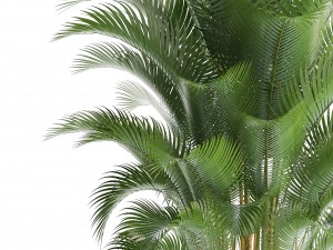 howea palm 3Dモデル