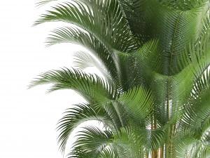 palma howea Modelo 3D