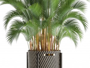 howea palm 3Dモデル