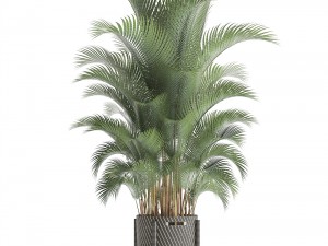 howea palm 3Dモデル