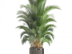 palma howea Modelo 3D