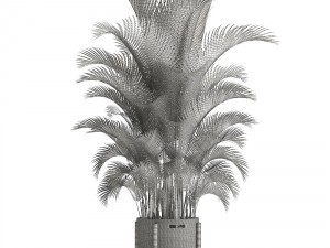 howea palm 3Dモデル