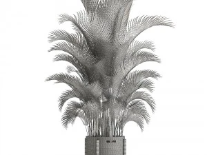 palma howea Modelo 3D