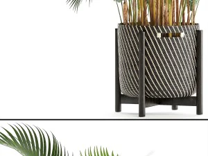 palma howea Modelo 3D