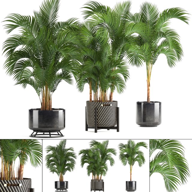 collection of decorative palms 3D Model .c4d .max .obj .3ds .fbx .stl .blend 