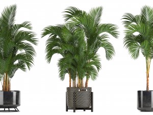 collection of decorative palms 3D Model