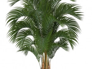 collection of decorative palms 3D Model