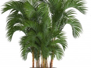 collection of decorative palms 3D Model