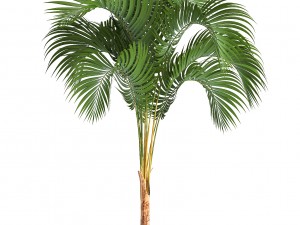 collection of decorative palms 3D Model
