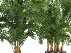 collection of decorative palms 3D Model