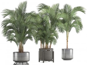 collection of decorative palms 3D Model