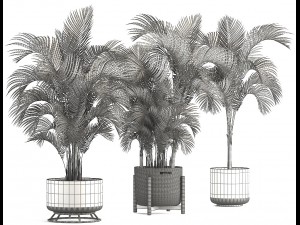collection of decorative palms 3D Model