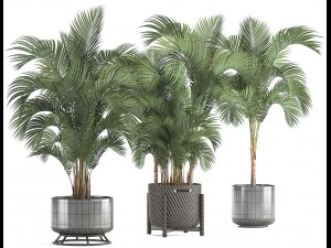 collection of decorative palms 3D Model