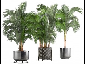 collection of decorative palms 3D Model