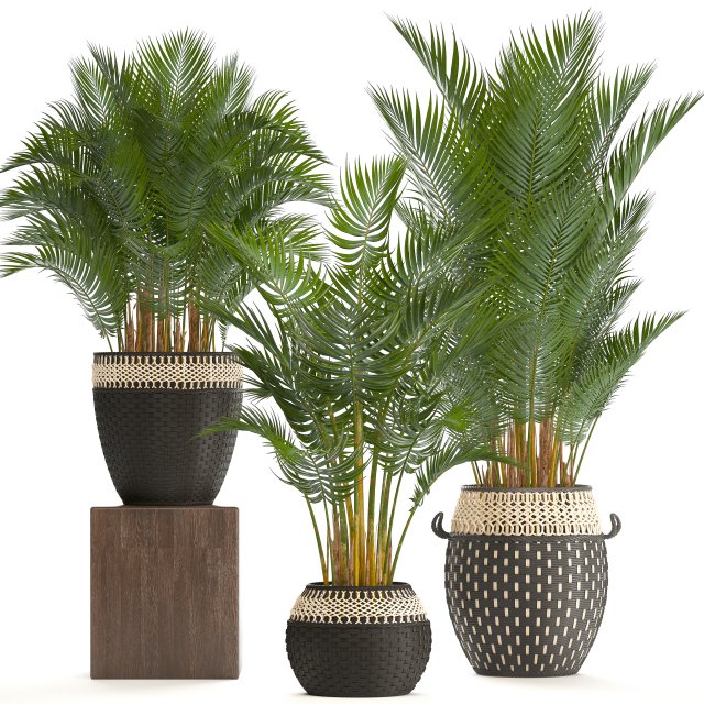 collection of decorative palms Modelo 3D .c4d .max .obj .3ds .fbx .stl .blend 