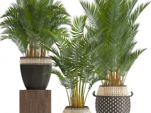 collection of decorative palms 3D Model