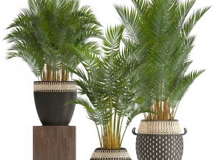 collection of decorative palms Modelo 3D