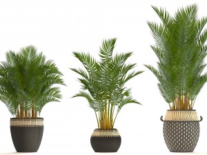 collection of decorative palms Modelo 3D