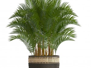 collection of decorative palms Modelo 3D