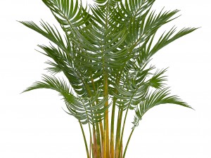 collection of decorative palms Modelo 3D