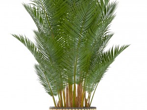 collection of decorative palms Modelo 3D