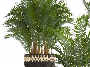 collection of decorative palms Modelo 3D