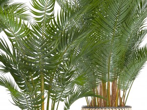 collection of decorative palms Modelo 3D