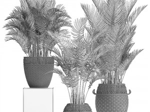 collection of decorative palms Modelo 3D