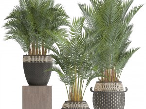 collection of decorative palms Modelo 3D