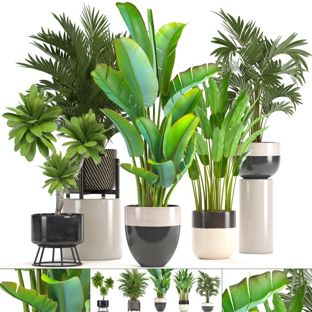 collection of ornamental plants in pots Modelo 3D .c4d .max .obj .3ds .fbx .stl .blend 