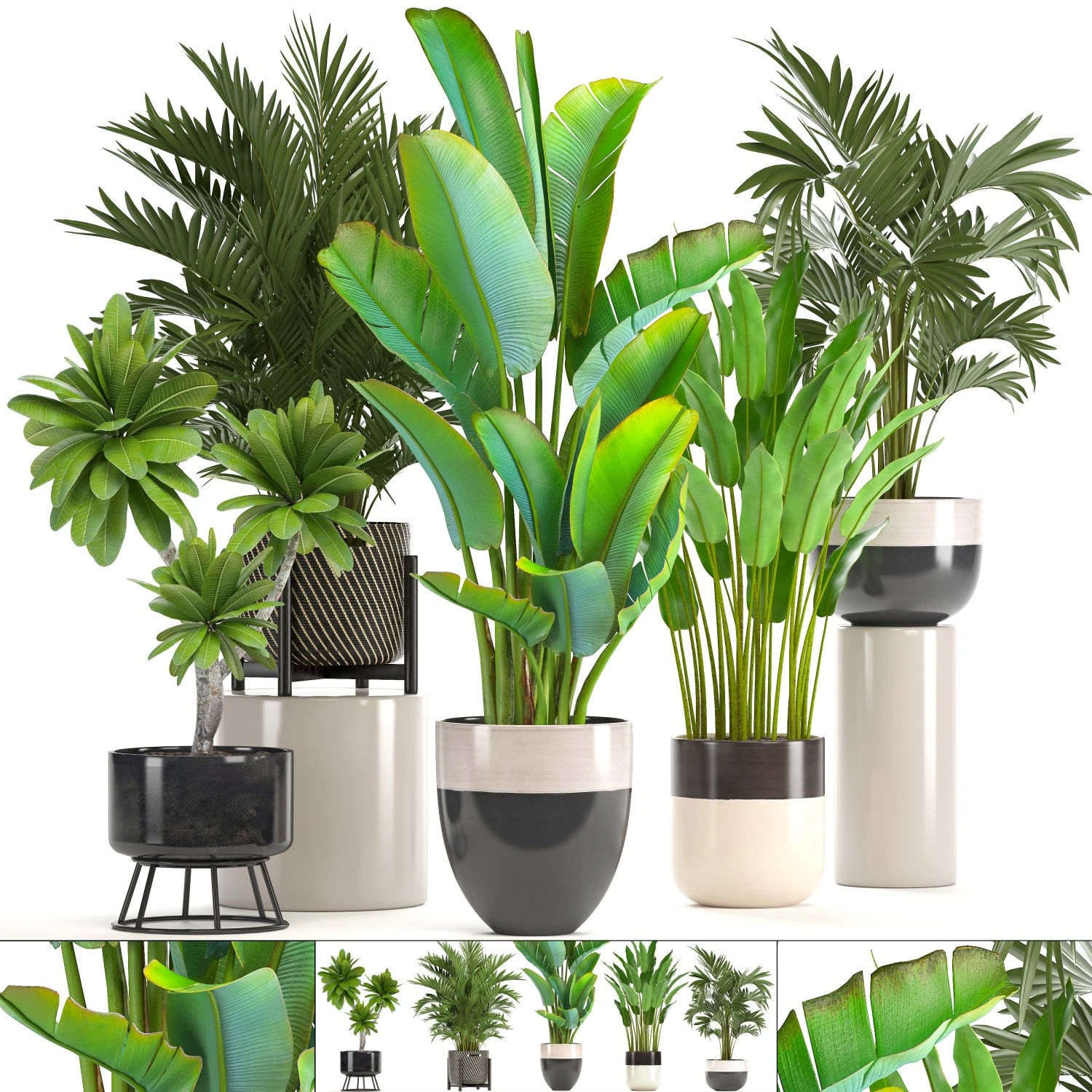 collection of ornamental plants in pots 3D Model .c4d .max .obj .3ds .fbx .stl .blend 