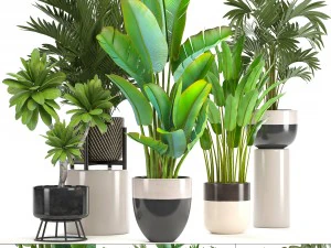 collection of ornamental plants in pots 3D Model