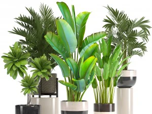 collection of ornamental plants in pots 3D Model