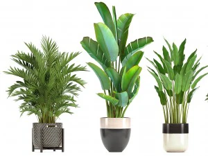 collection of ornamental plants in pots 3D Model
