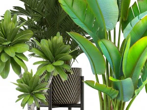 collection of ornamental plants in pots 3D Model