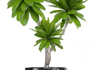 collection of ornamental plants in pots 3D Model