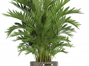 collection of ornamental plants in pots Modelo 3D