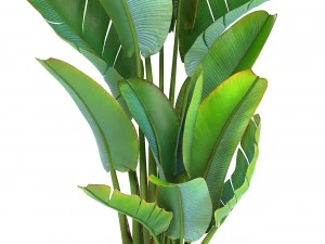 collection of ornamental plants in pots 3D Model